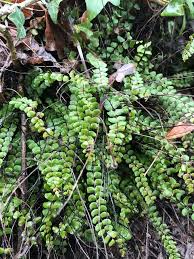 RedCrocus Fern-Wart | Asplenium trichomanes | Low-Maintenance Indoor Shade Plant  10" Pot