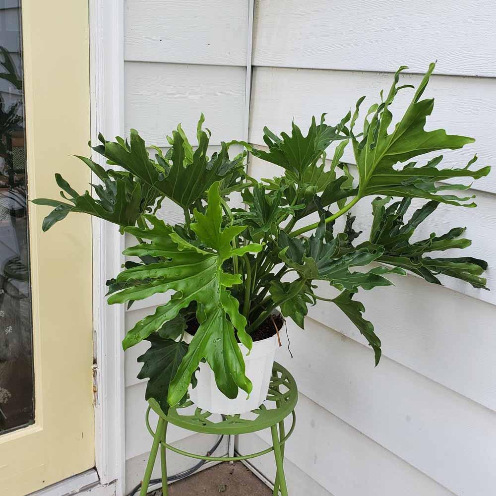 Philodendron Likety Split - View 11 from www redcrocus com