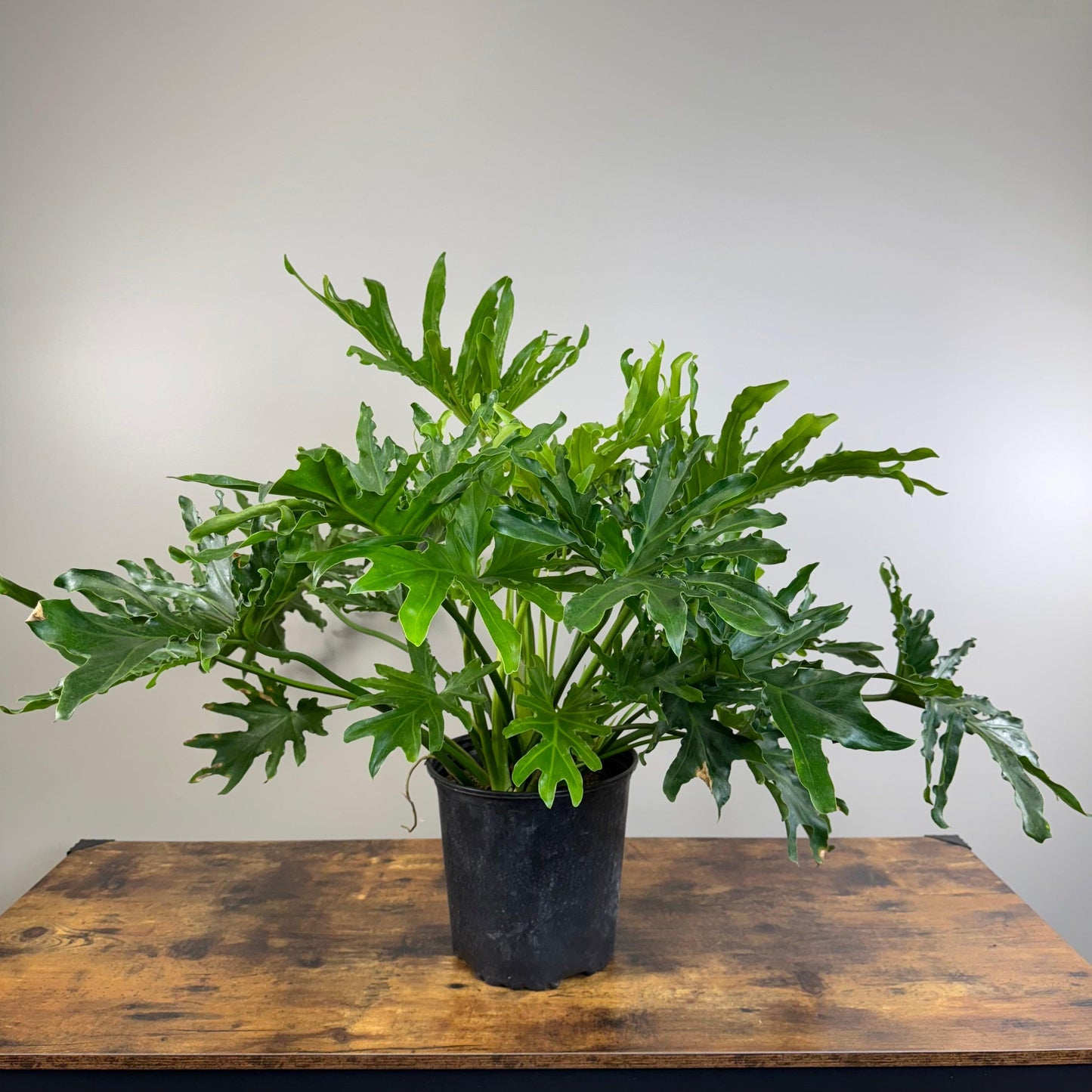 Philodendron Likety Split - View 12 from www redcrocus com