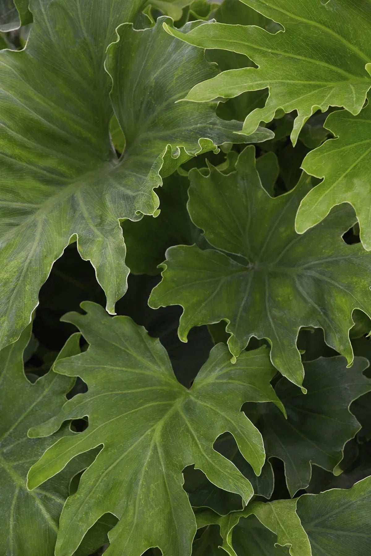 Philodendron Likety Split - View 13 from www redcrocus com