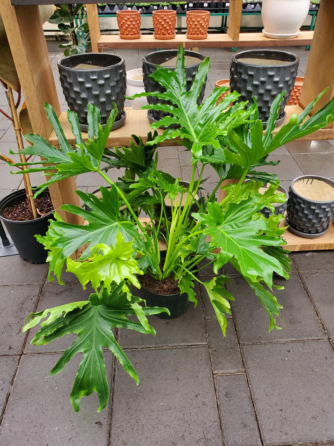 Philodendron Likety Split - View 15 from www redcrocus com