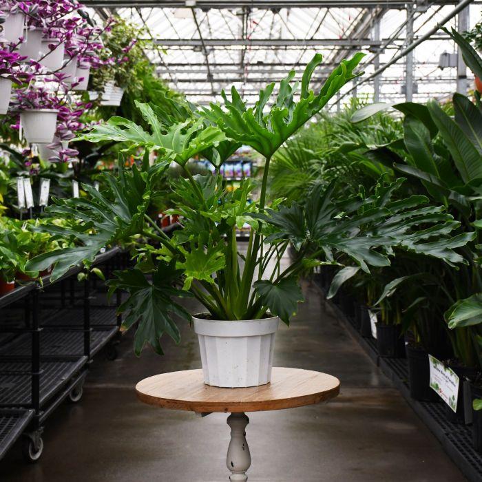 Philodendron Likety Split - View 16 from www redcrocus com