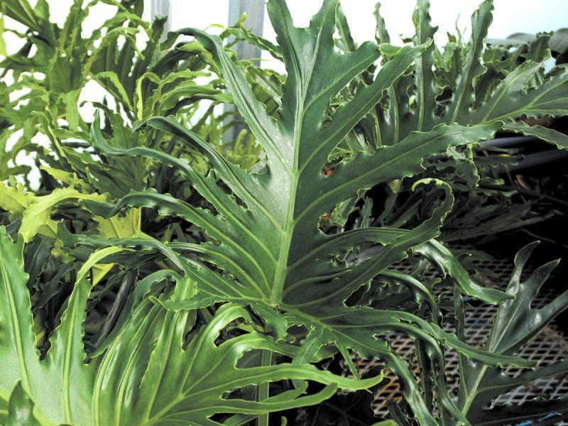 Philodendron Likety Split - View 18 from www redcrocus com