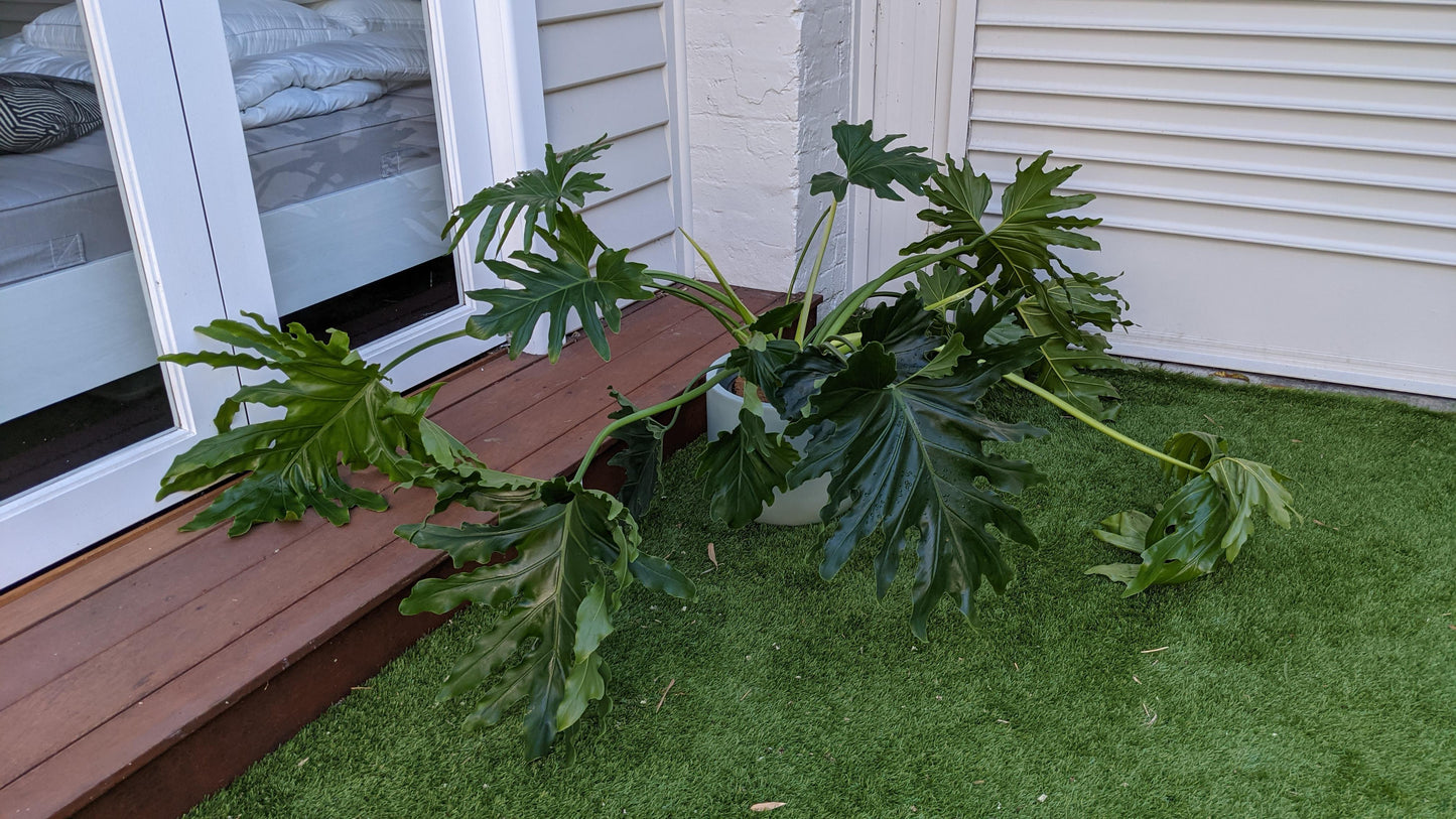 Philodendron Likety Split - View 19 from www redcrocus com