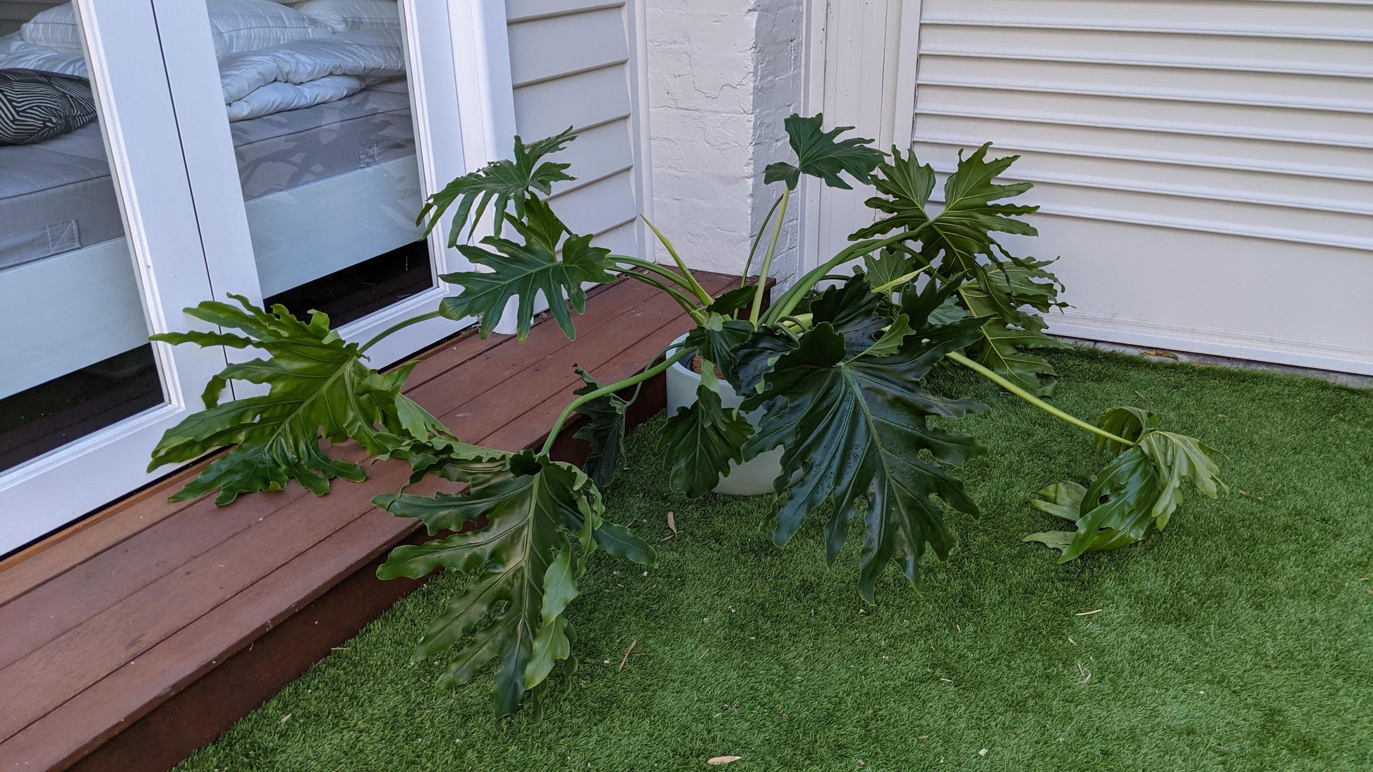 Philodendron Likety Split - View 19 from www redcrocus com