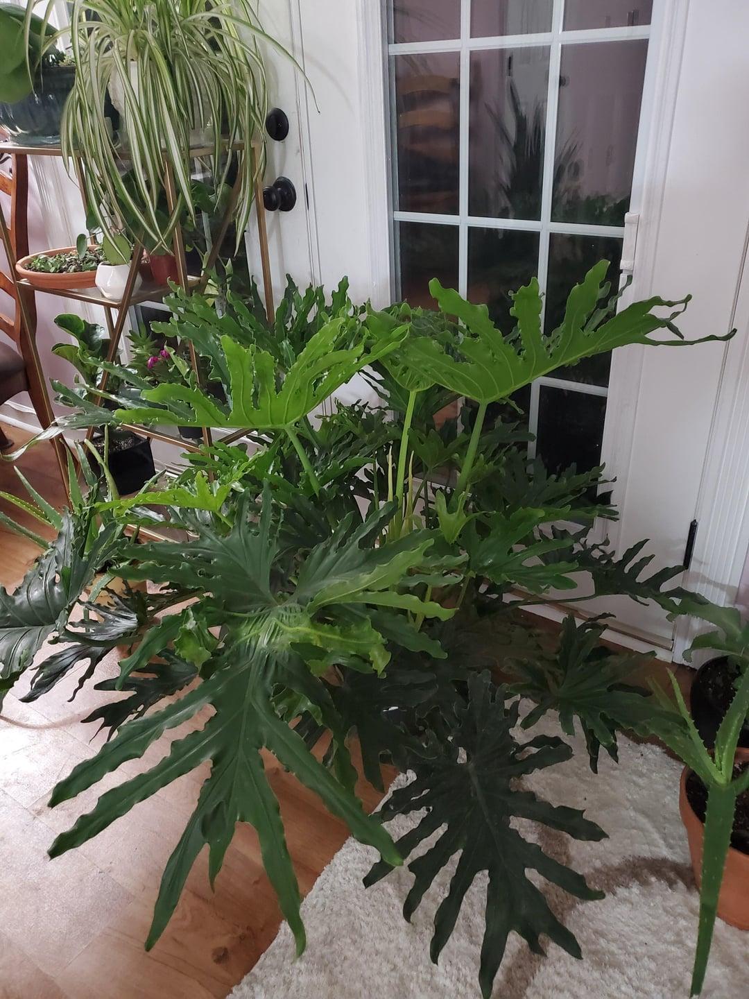 Philodendron Likety Split - View 20 from www redcrocus com