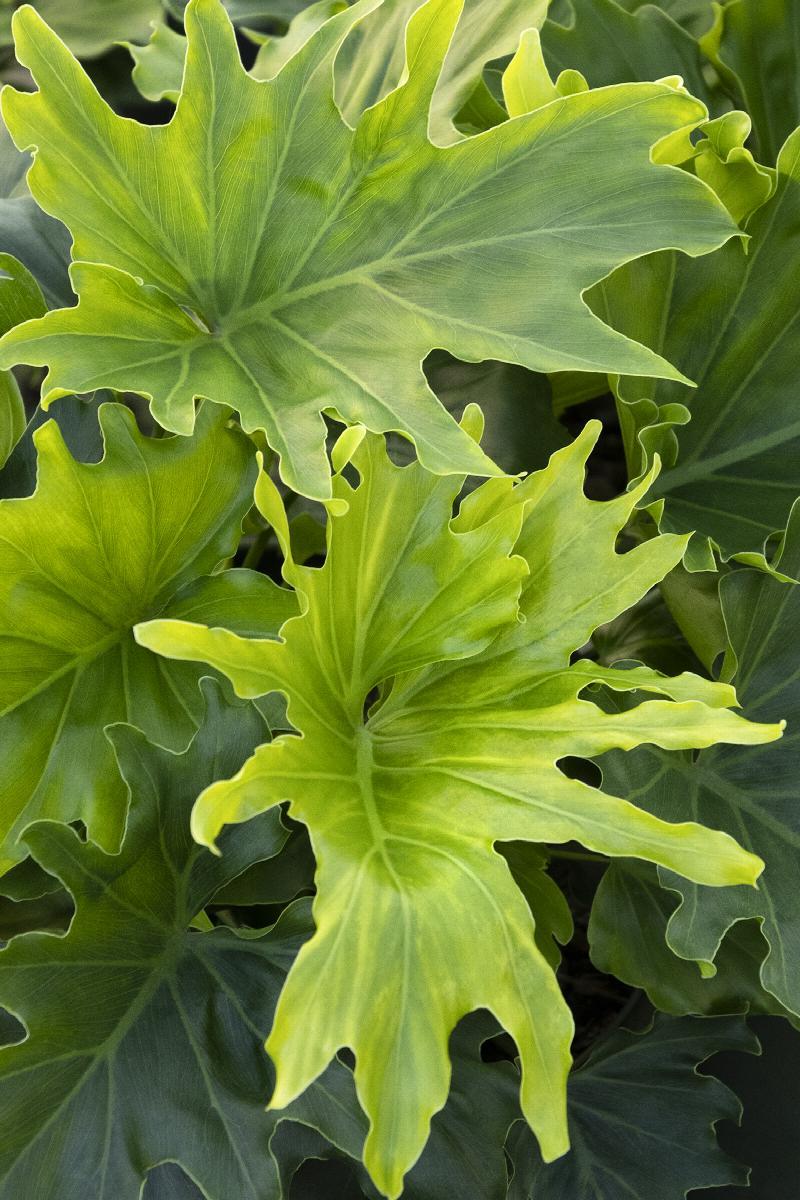 Philodendron Likety Split - View 21 from www redcrocus com