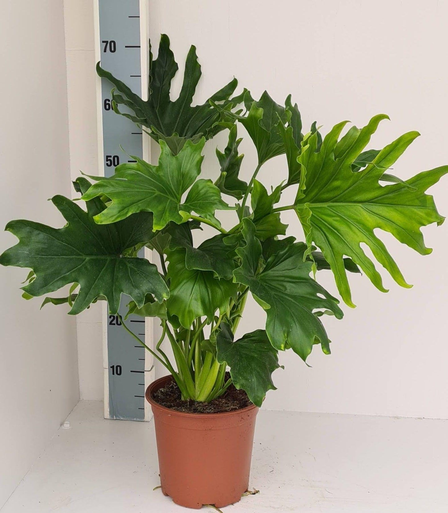 Philodendron Likety Split - View 22 from www redcrocus com