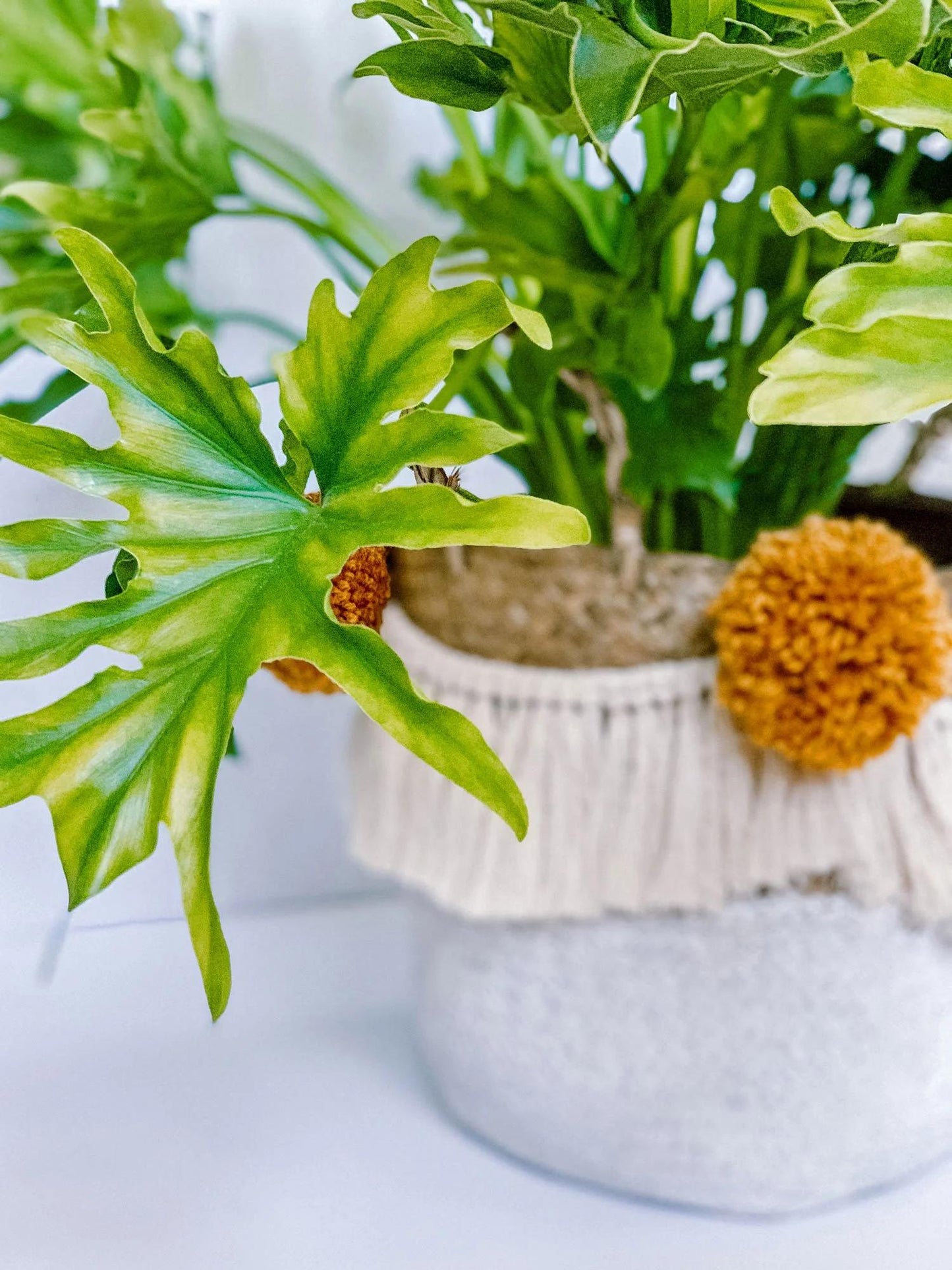 Philodendron Likety Split - View 26 from www redcrocus com