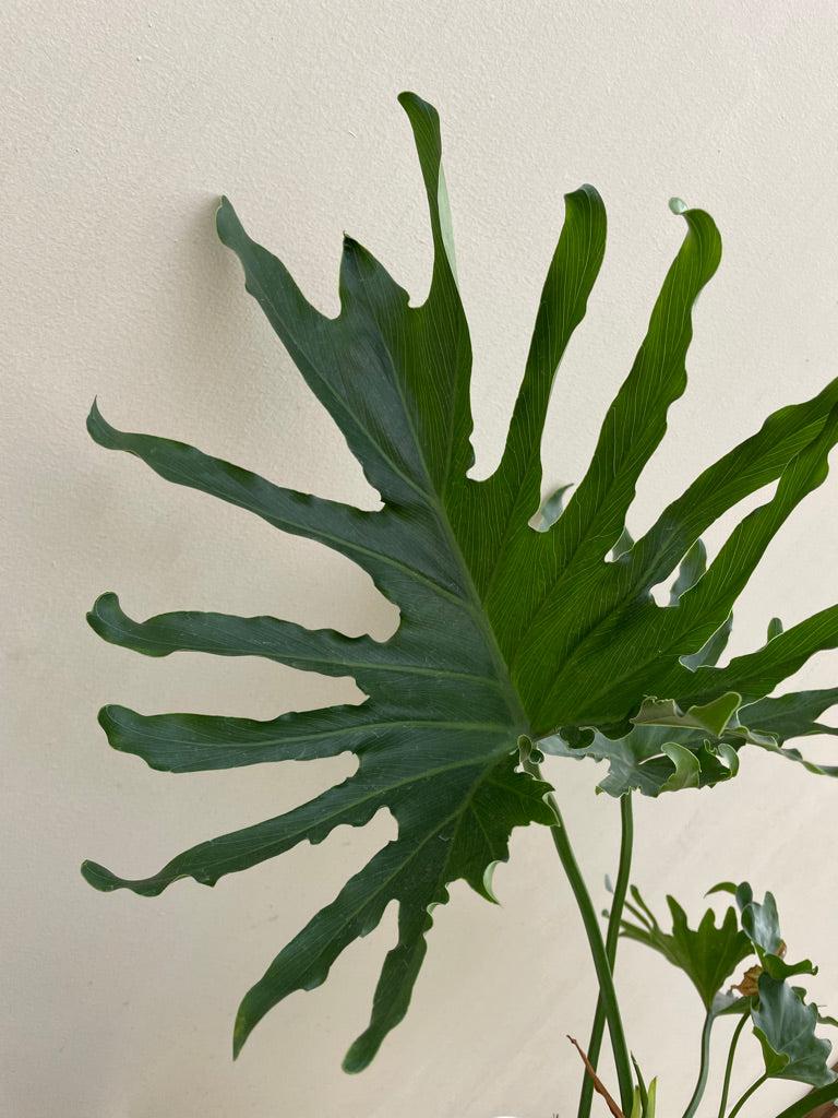 Philodendron Likety Split - View 27 from www redcrocus com