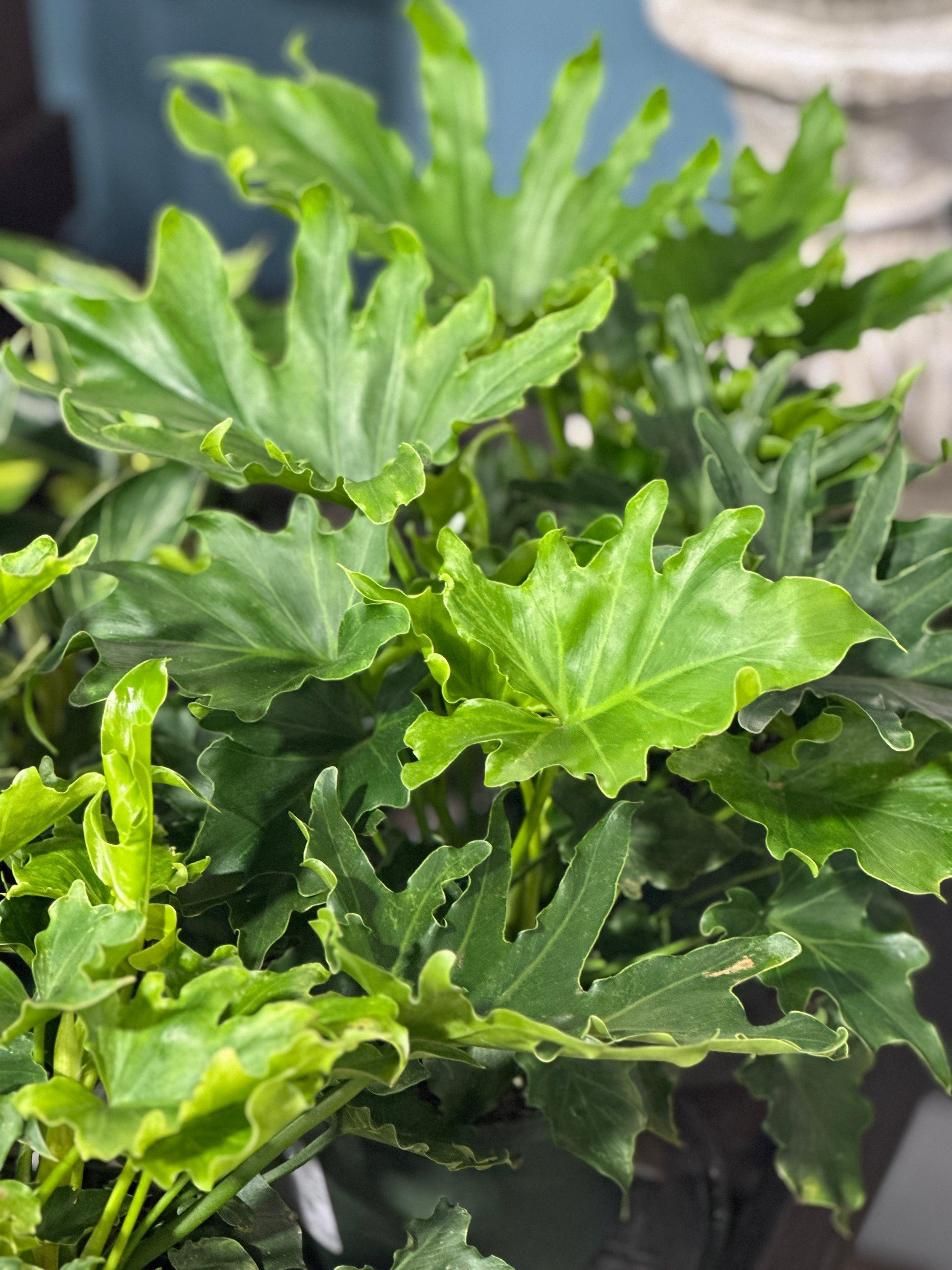 Philodendron Likety Split - View 28 from www redcrocus com