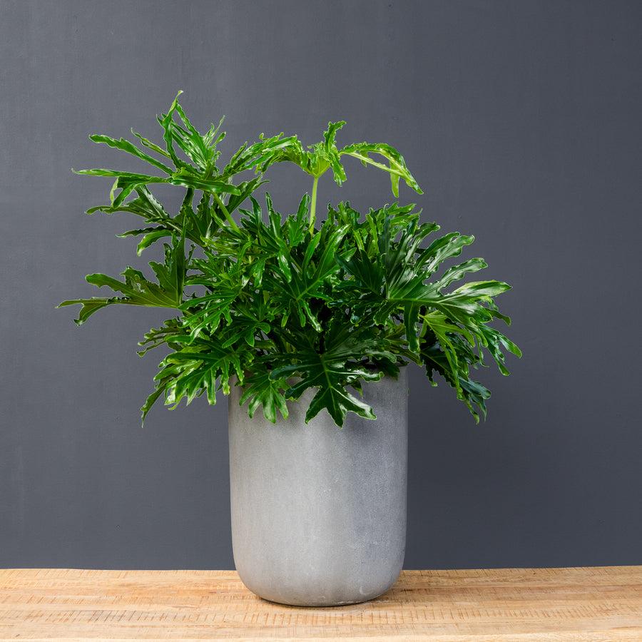 Philodendron Likety Split - View 29 from www redcrocus com