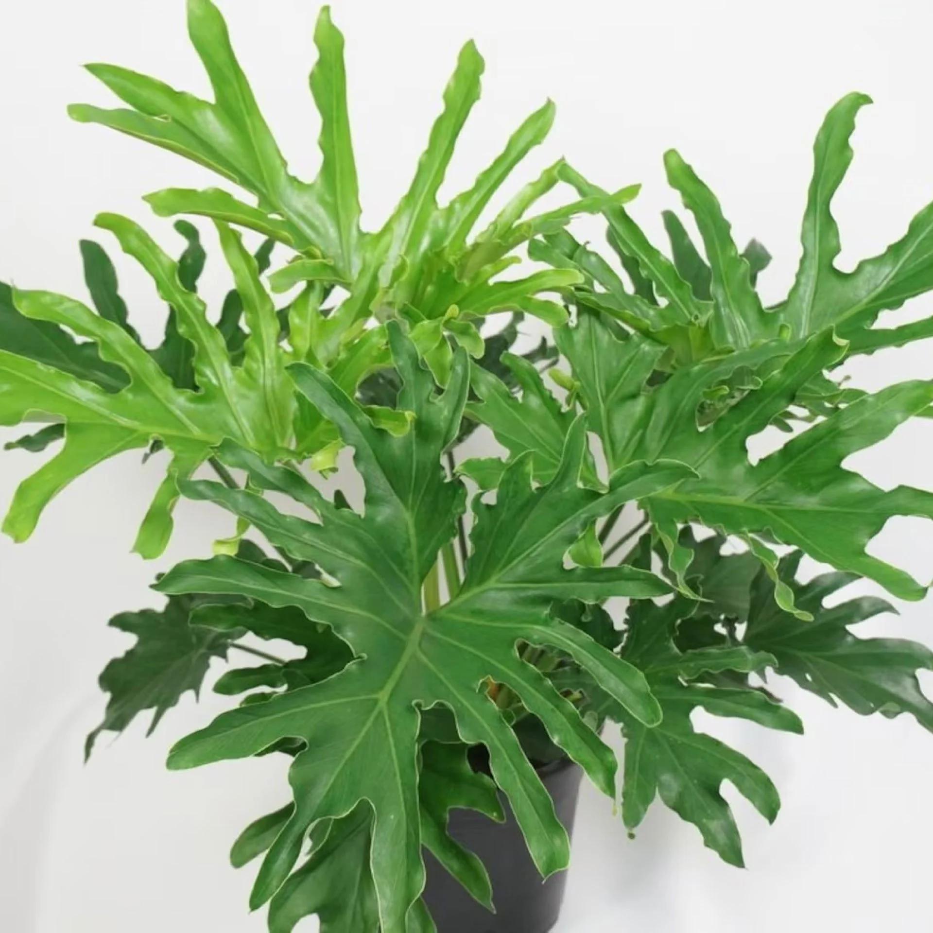 Philodendron Likety Split - View 2 from www redcrocus com