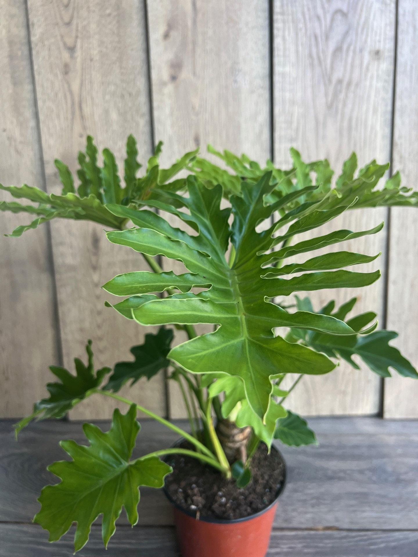 Philodendron Likety Split - View 30 from www redcrocus com