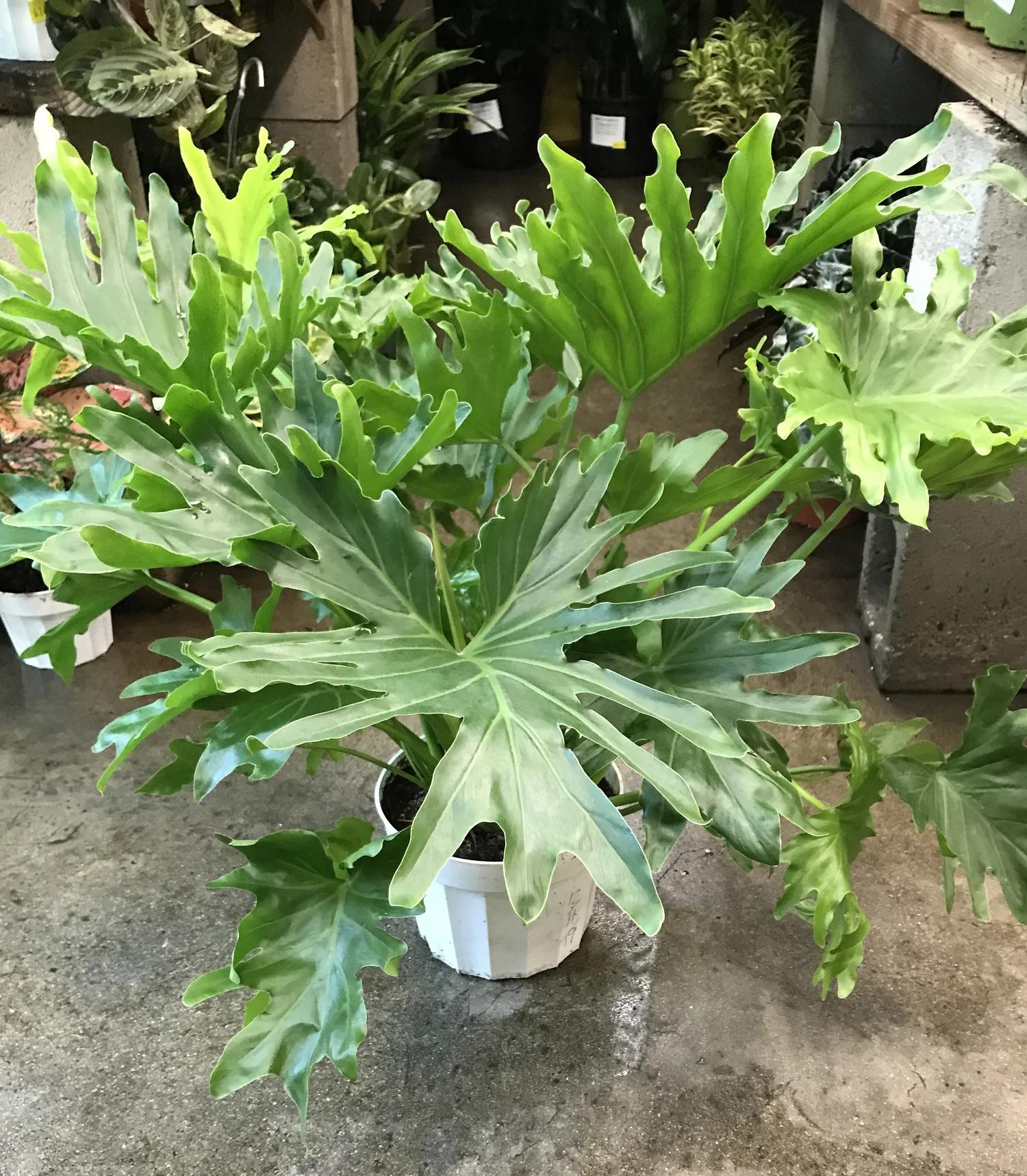 Philodendron Likety Split - View 33 from www redcrocus com