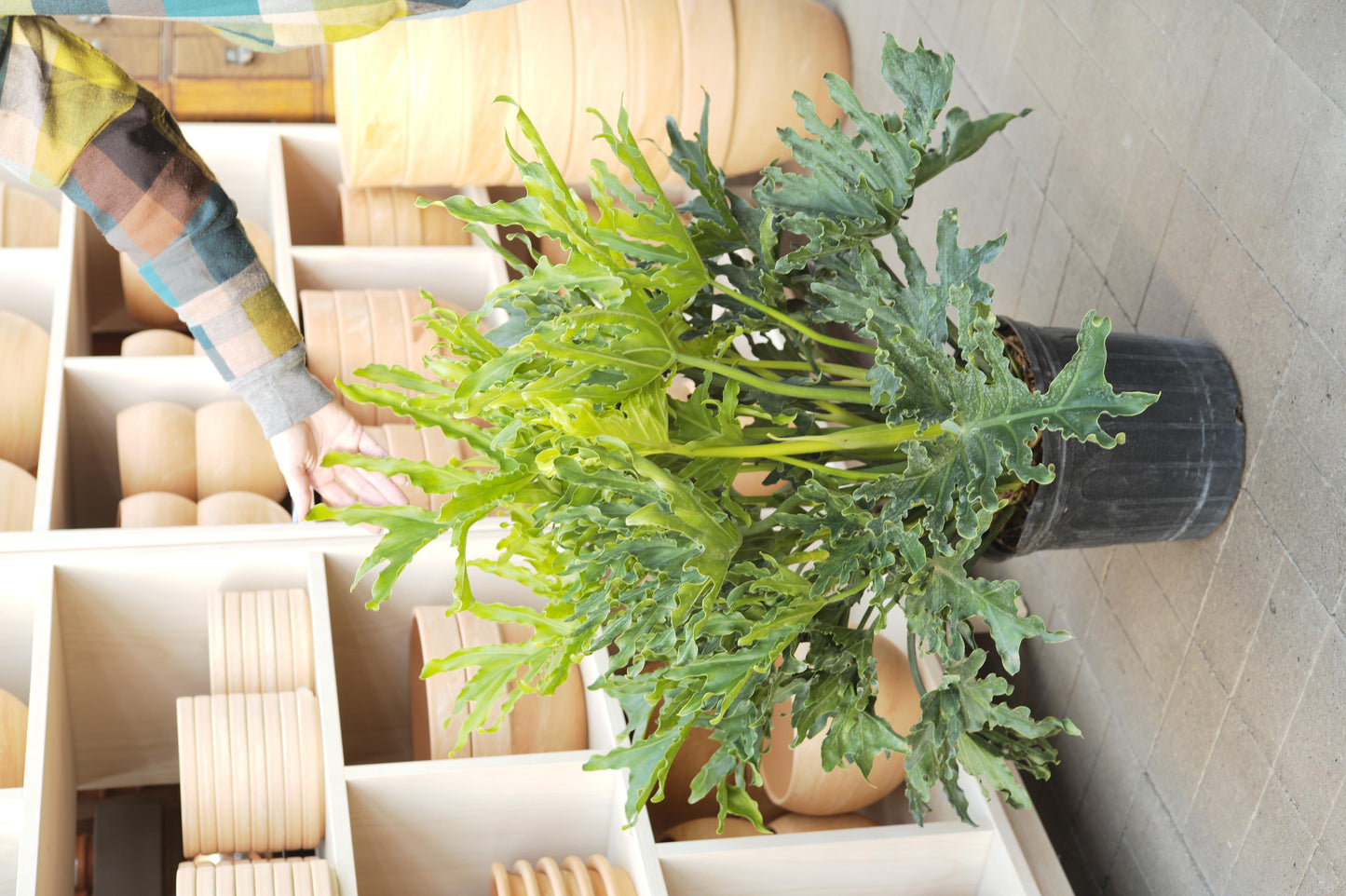 Philodendron Likety Split - View 35 from www redcrocus com