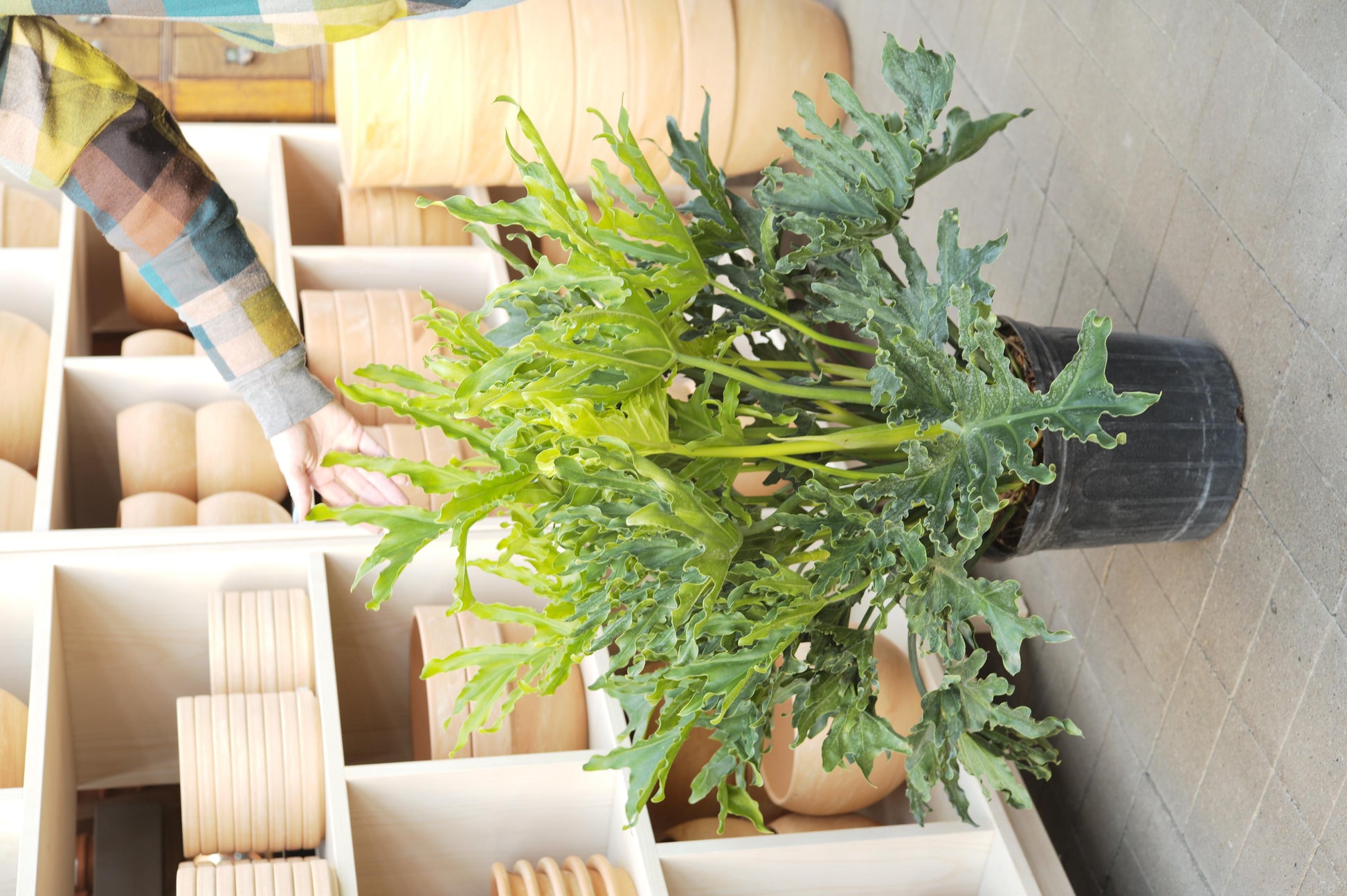 Philodendron Likety Split - View 35 from www redcrocus com