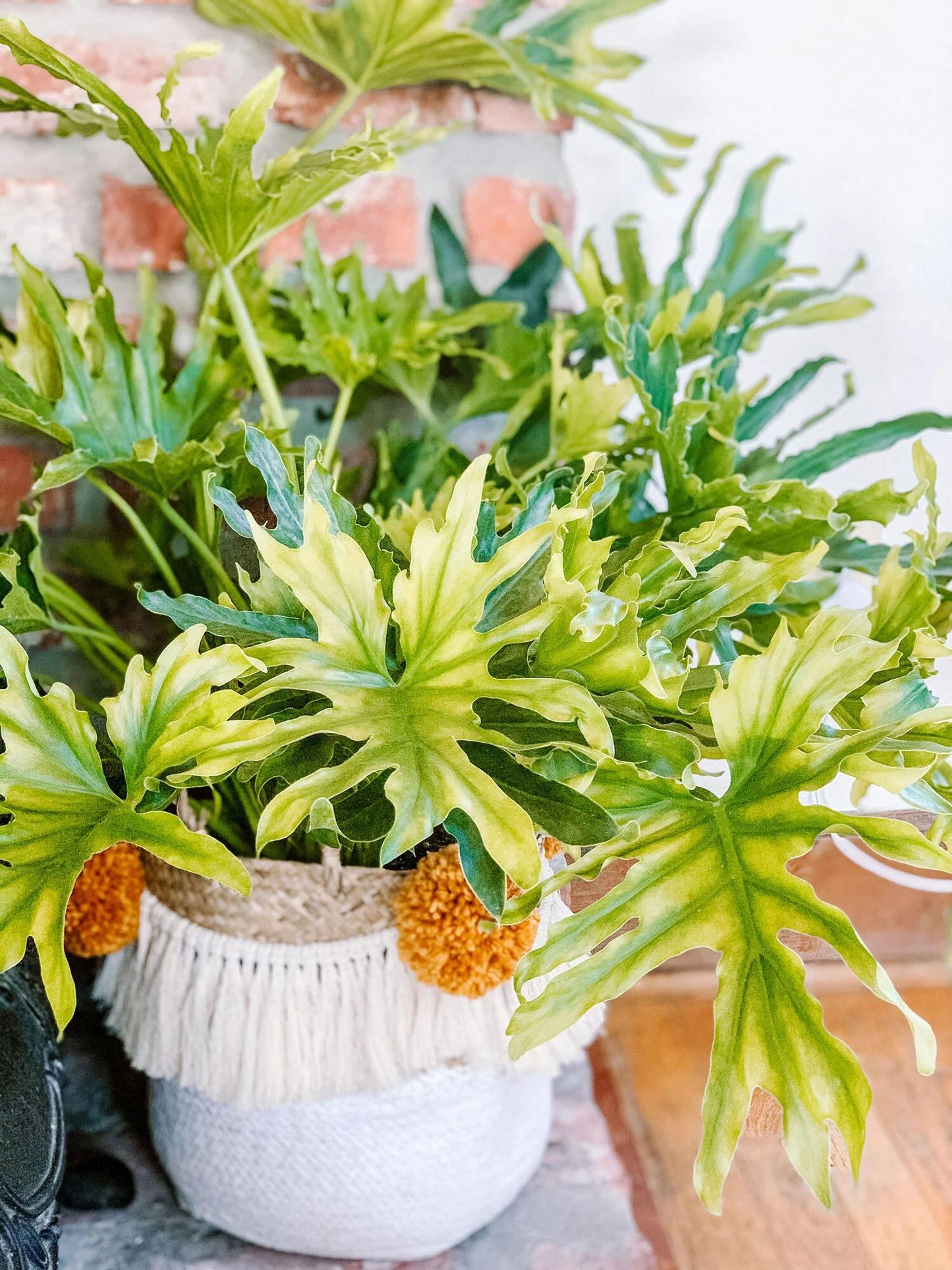 Philodendron Likety Split - View 3 from www redcrocus com