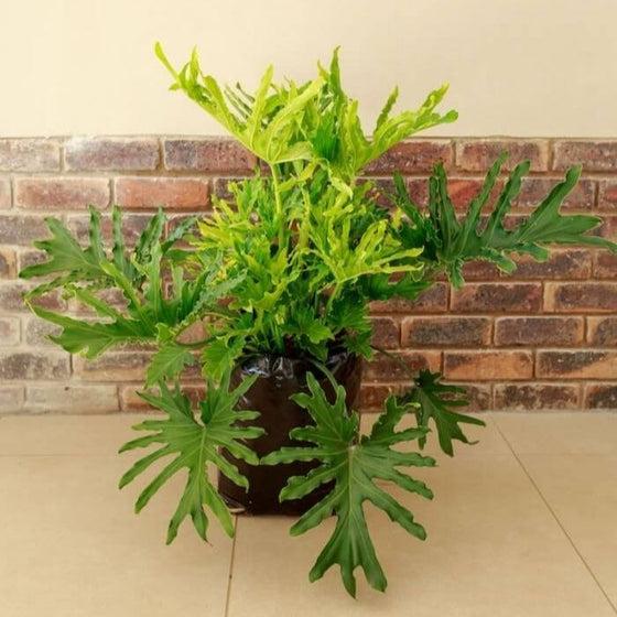 Philodendron Likety Split - View 5 from www redcrocus com