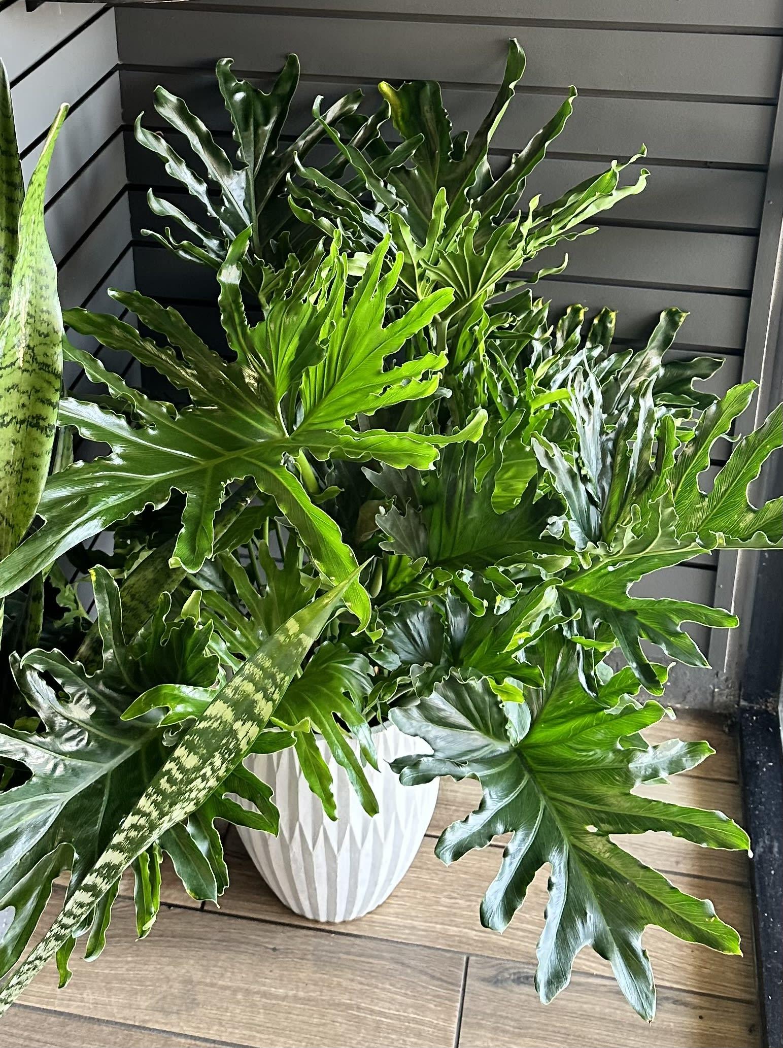 Philodendron Likety Split - View 7 from www redcrocus com