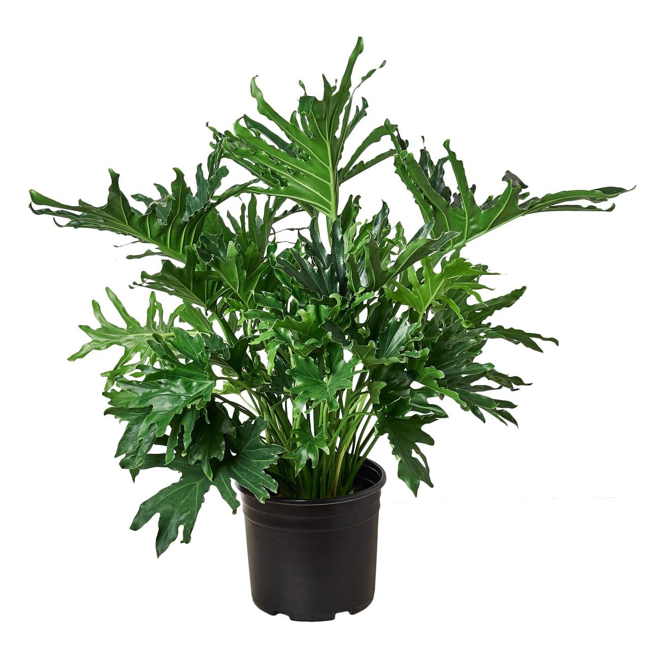 Philodendron Likety Split - View 8 from www redcrocus com