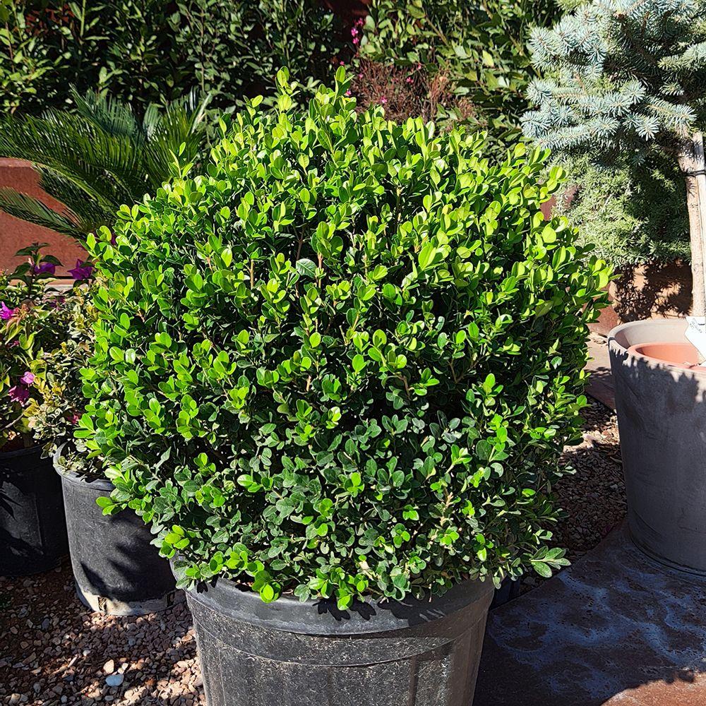 Buxus Faulkner Ball - View 15 from www redcrocus com
