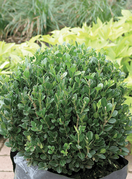 Buxus Faulkner Ball - View 18 from www redcrocus com
