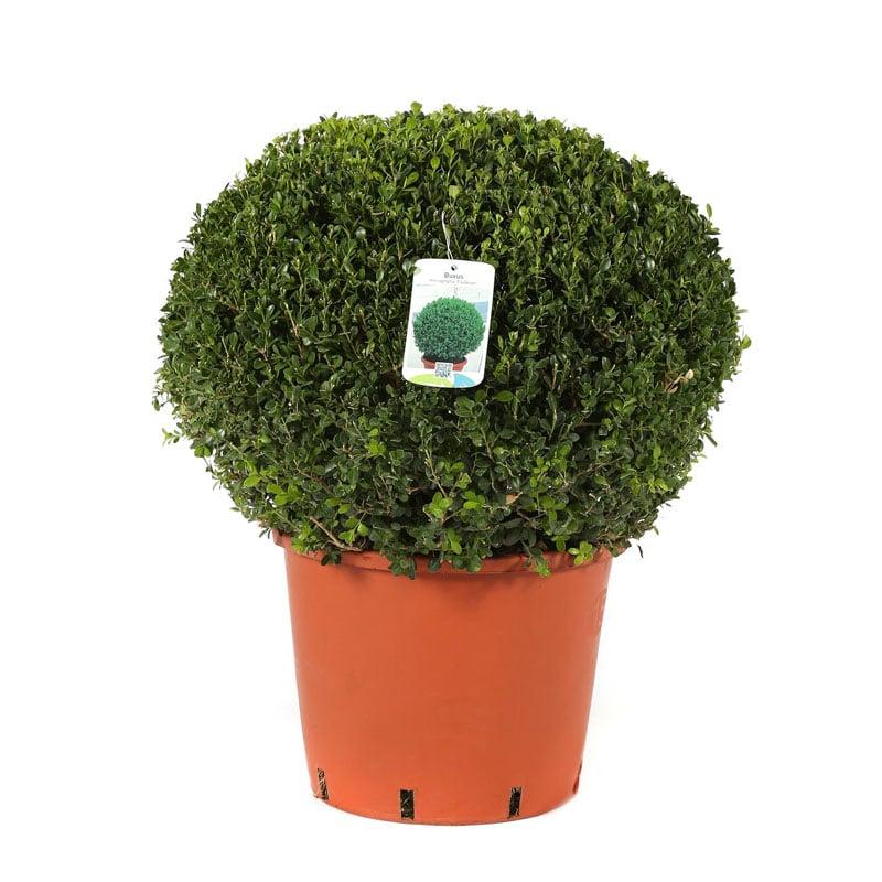 Buxus Faulkner Ball - View 19 from www redcrocus com