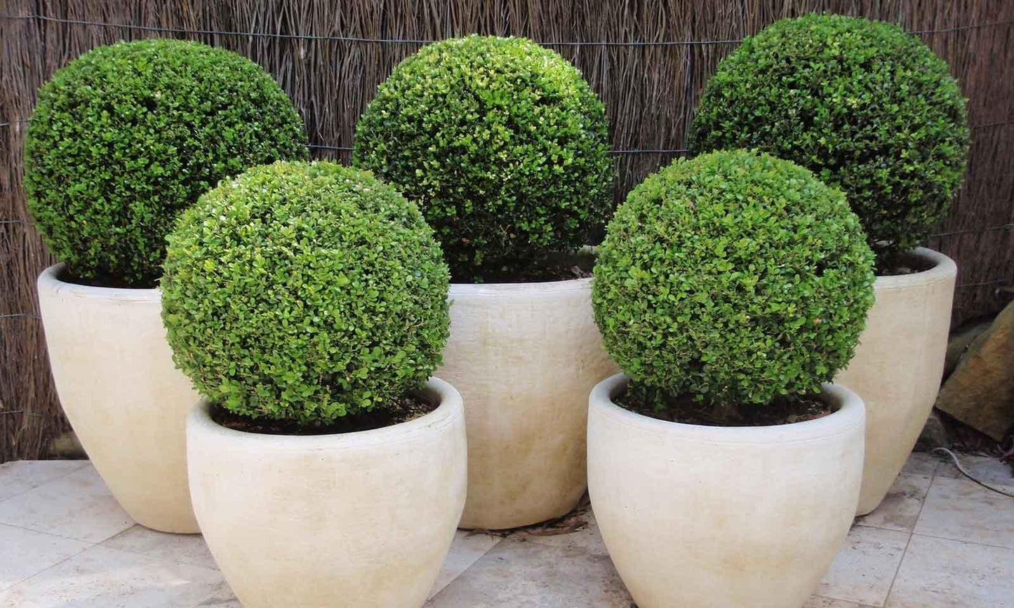 Buxus Faulkner Ball - View 1 from www redcrocus com