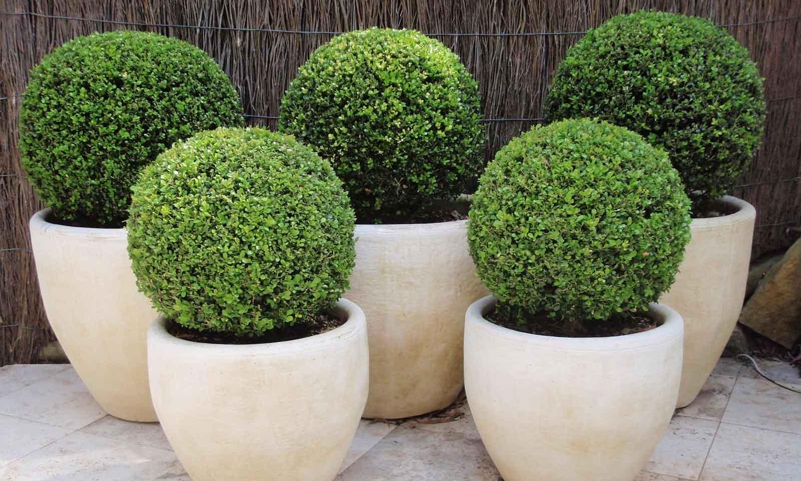 Buxus Faulkner Ball - View 1 from www redcrocus com