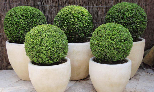 Buxus Faulkner Ball - View 1 from www redcrocus com