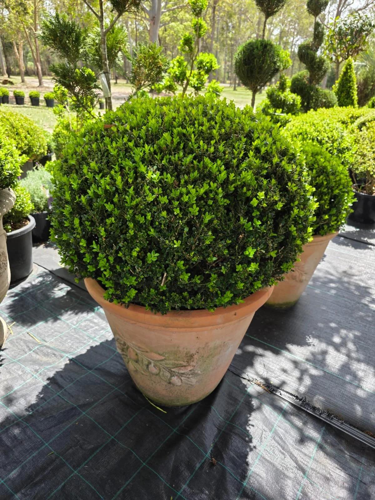Buxus Faulkner Ball - View 23 from www redcrocus com