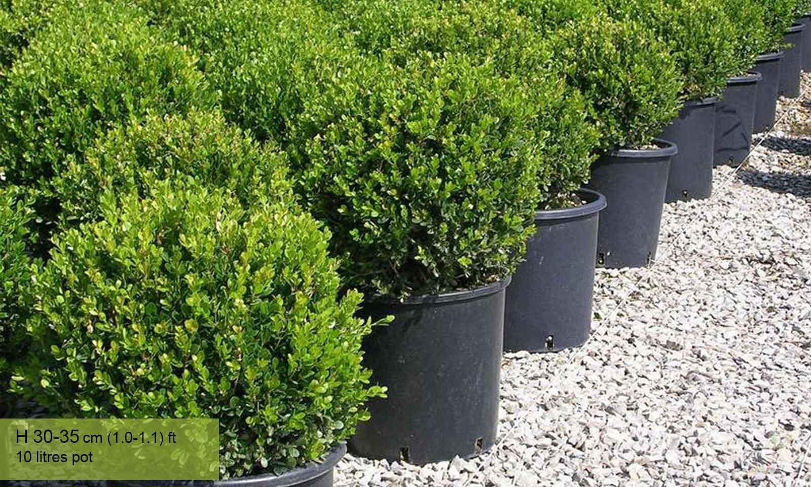 Buxus Faulkner Ball - View 24 from www redcrocus com