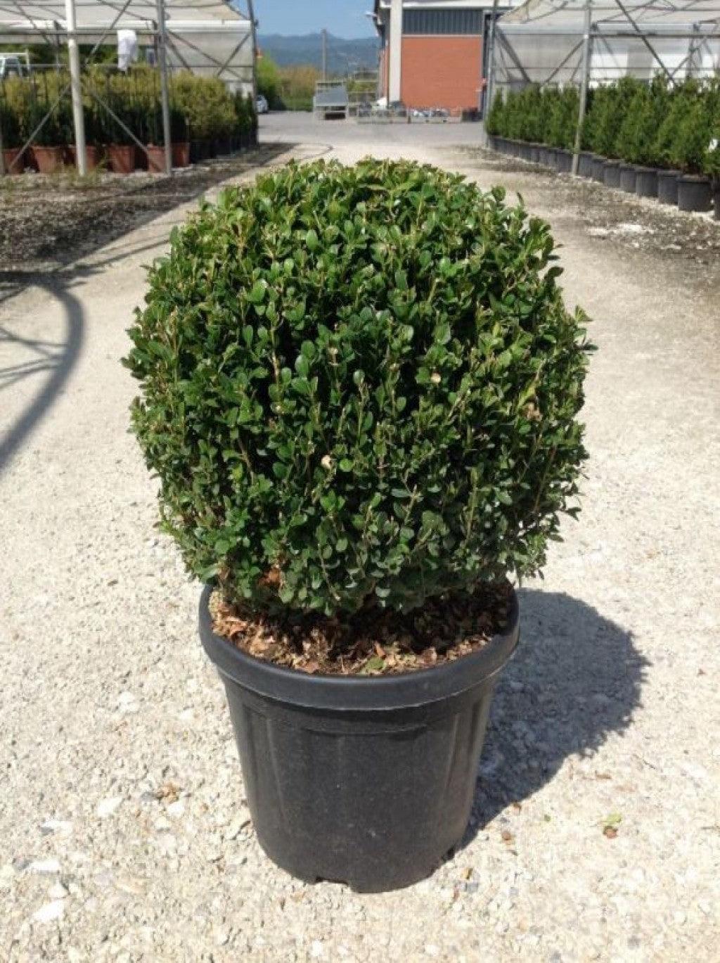 Buxus Faulkner Ball - View 25 from www redcrocus com