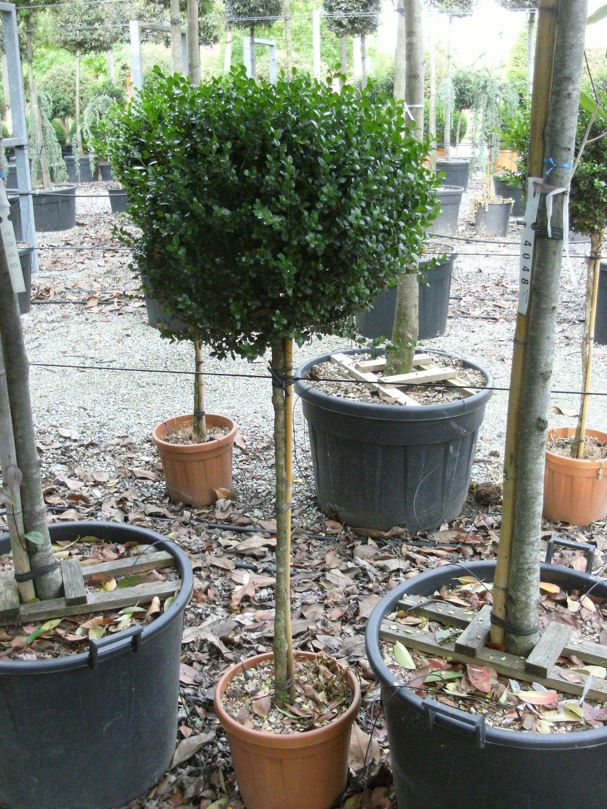 Buxus Faulkner Ball - View 27 from www redcrocus com