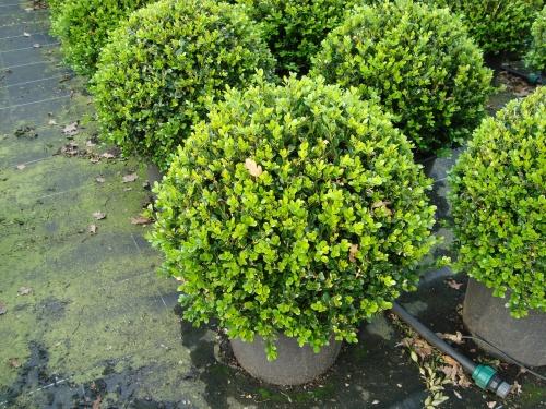 Buxus Faulkner Ball - View 28 from www redcrocus com