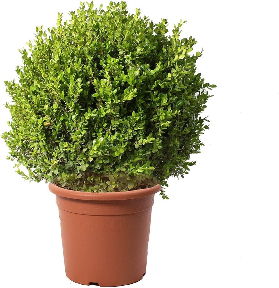 Buxus Faulkner Ball - View 29 from www redcrocus com