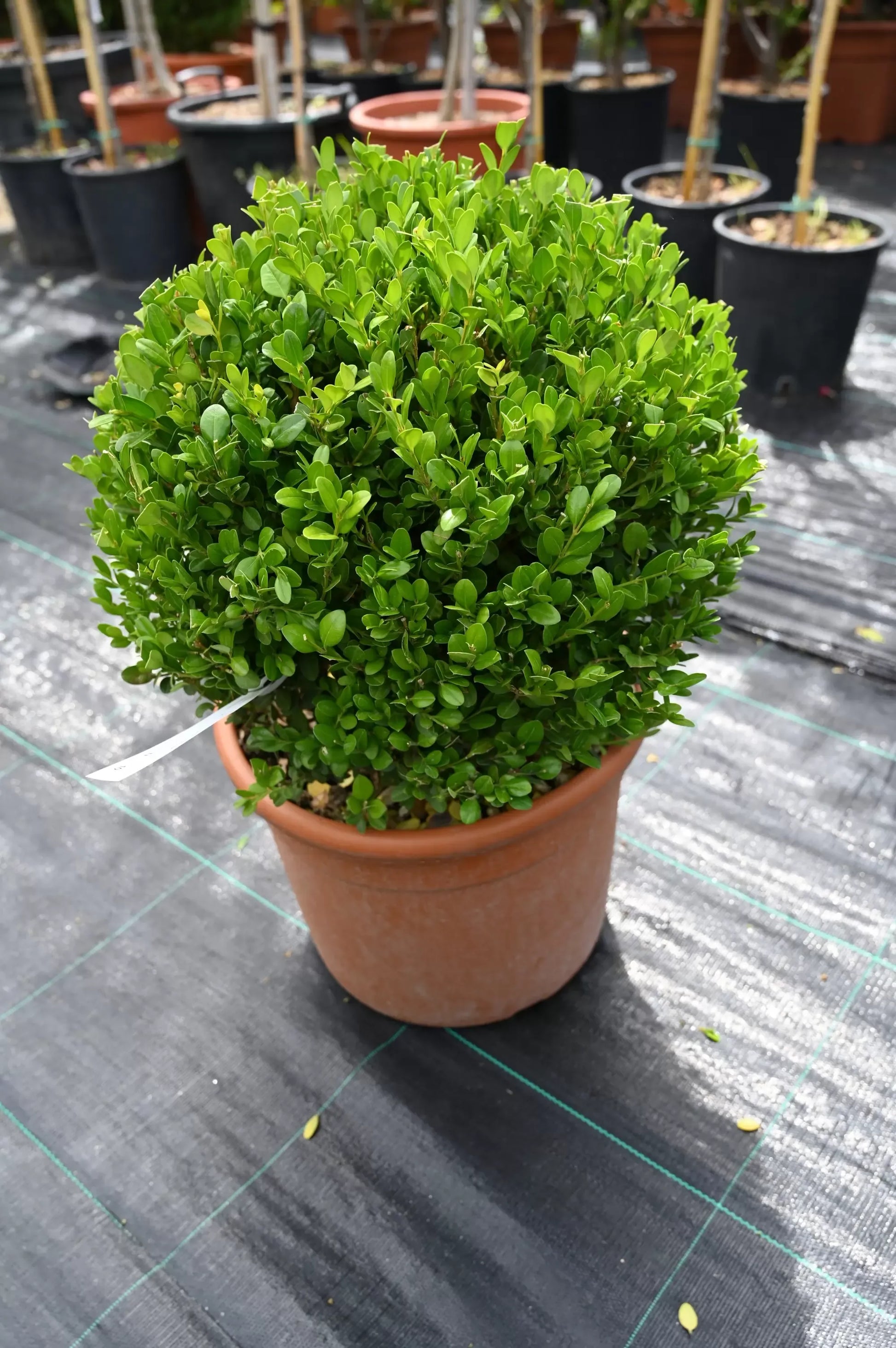 Buxus Faulkner Ball - View 2 from www redcrocus com