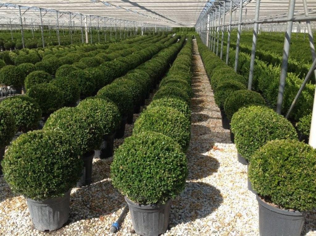 Buxus Faulkner Ball - View 30 from www redcrocus com