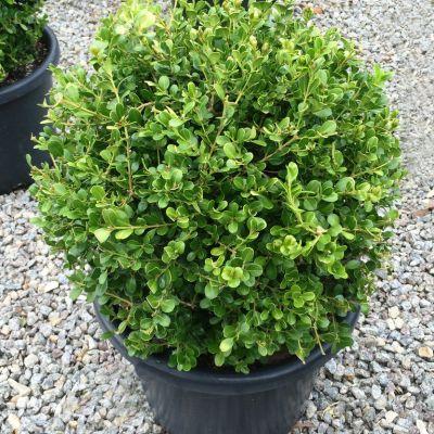 Buxus Faulkner Ball - View 31 from www redcrocus com