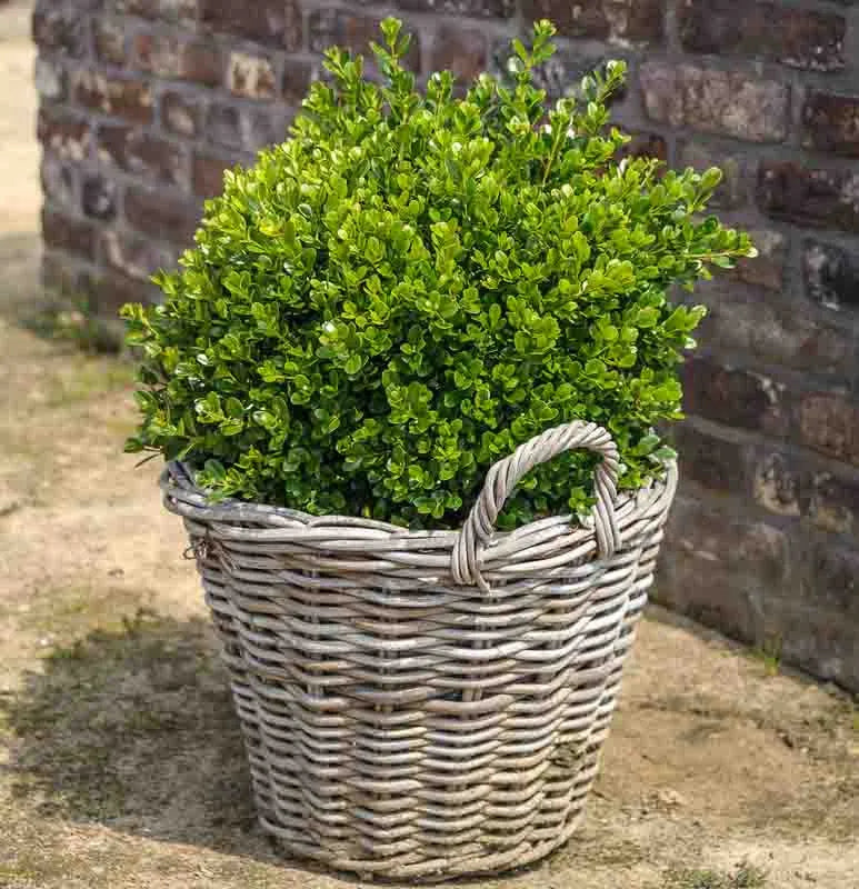 Buxus Faulkner Ball - View 32 from www redcrocus com