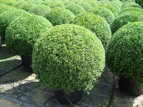 Buxus Faulkner Ball - View 3 from www redcrocus com
