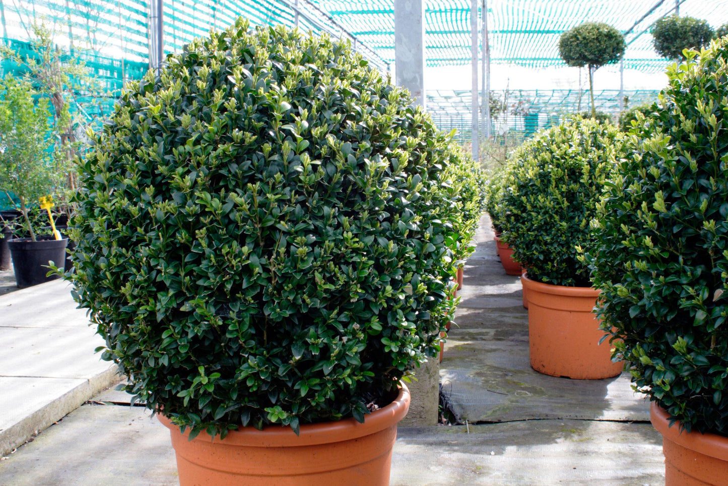 Buxus Faulkner Ball - View 4 from www redcrocus com