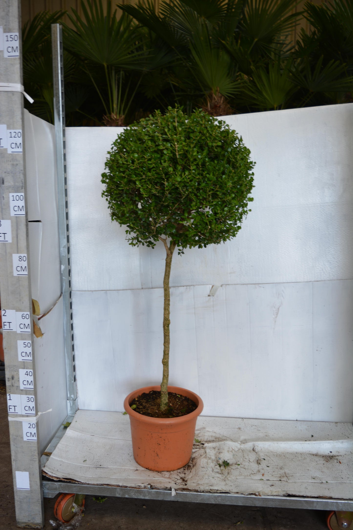 Buxus Faulkner Ball - View 6 from www redcrocus com