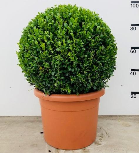 Buxus Faulkner Ball - View 7 from www redcrocus com
