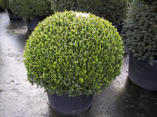 Buxus Faulkner Ball - View 8 from www redcrocus com
