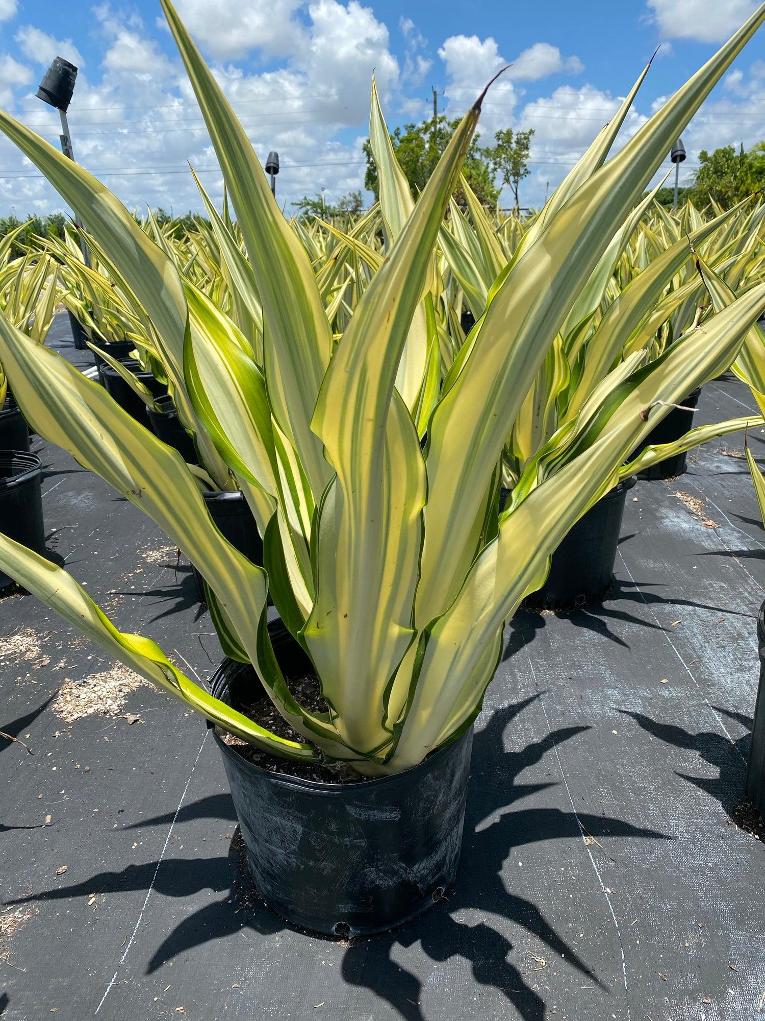 Agave Variegated - View 12 from www redcrocus com