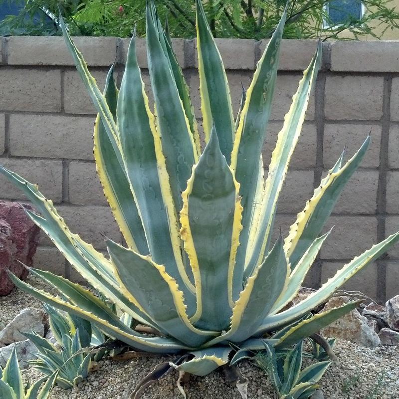 Agave Variegated - View 13 from www redcrocus com