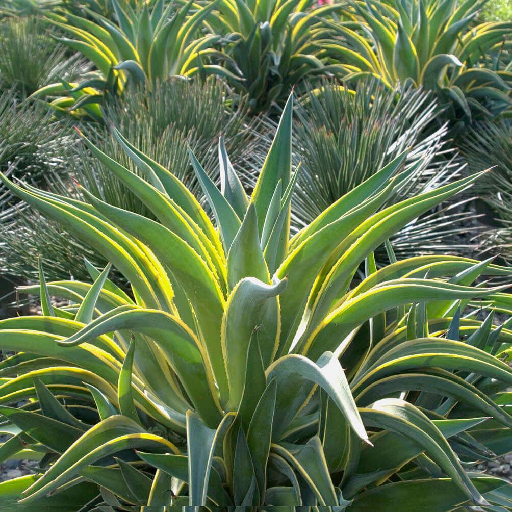 Agave Variegated - View 14 from www redcrocus com
