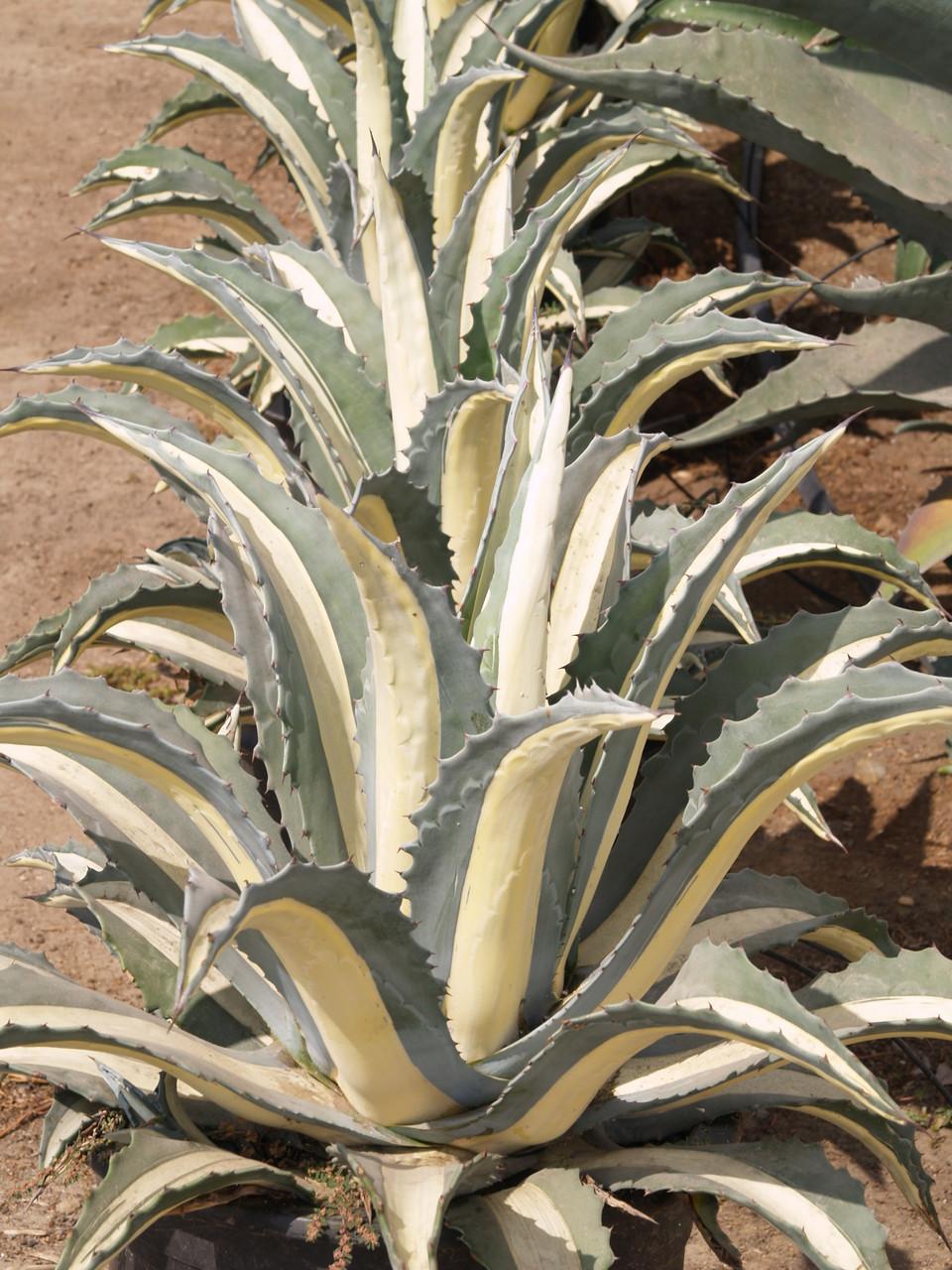 Agave Variegated - View 15 from www redcrocus com